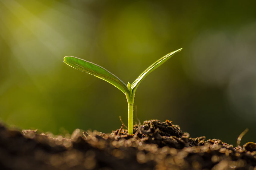34598430 - plant, agriculture, seeding,seedling, close up young plant growing over green background